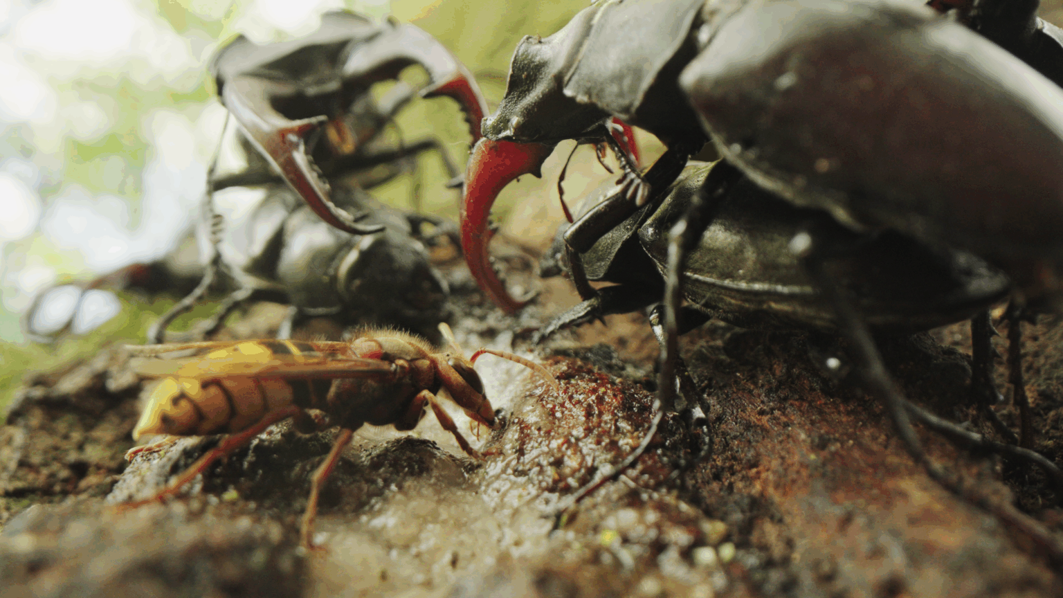 vliegend hert met hoornaar op een bloedende eik
